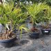 Trachycarpus fortunei (Palma konopná) - kont. C20L,  výška kmeňa 10-20 cm, celková výška 60-90 cm - 3-4 palmy v jednom kvetináči (-17°C) 